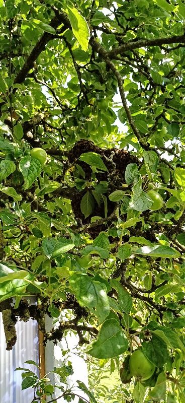 Bienenschwarm Märwil 2024