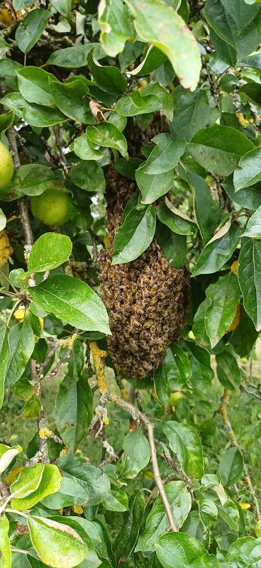 Bienenwelt im Jahreslauf